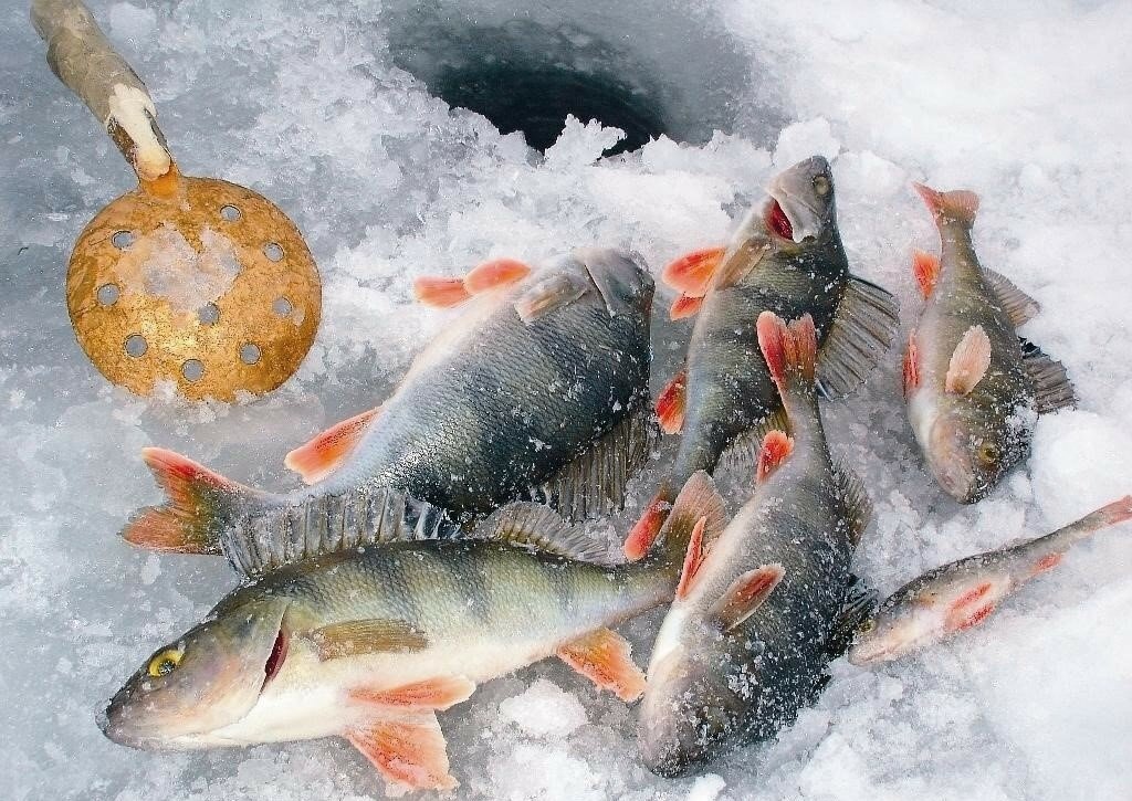 Особенности ловли рыбы в зимнее время года
